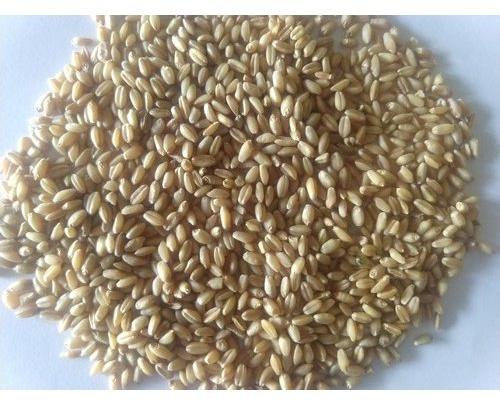 Wheat Seeds, Style : Dried