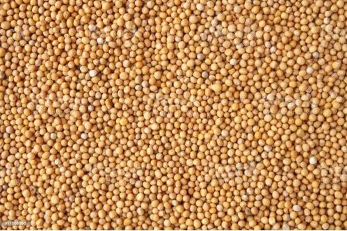 Organic Yellow Mustard Seeds, Packaging Size : 50 Kg