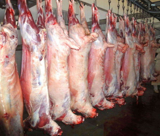 Frozen Lamb Carcass, for Hotel, Restaurant, Packaging Type : Disposable Box, Plastic Packet, Plastic Poly Bag