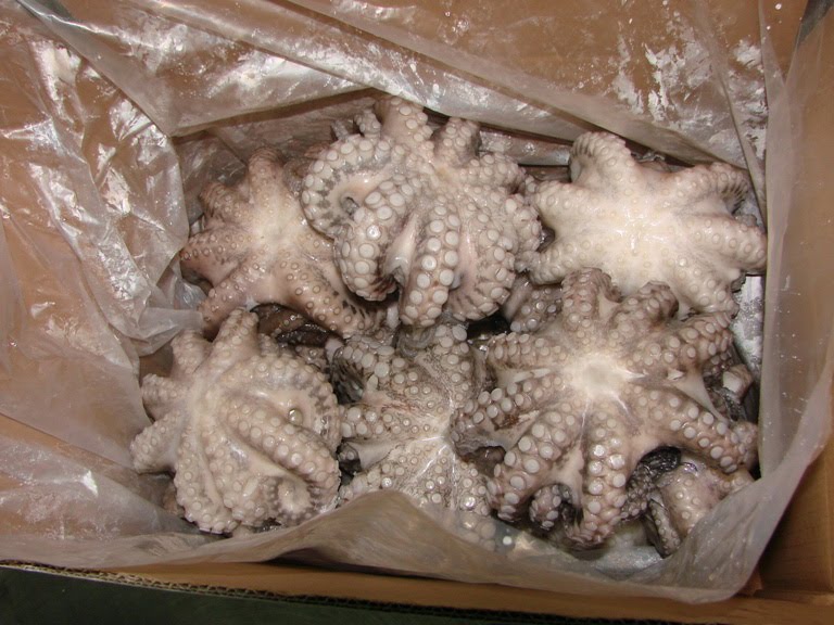 Frozen Octopus, for Cooking., Food, Human Consumption, Feature : Delicious Taste., Fresh