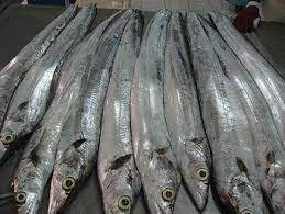 Frozen Ribbon Fish, for Cooking, Food, Human Consumption, Making Medicine, Making Oil, Feature : Non Harmful