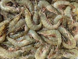 White Shrimps, for Cooking, Food, Human Consumption, Making Medicine, Making Oil, Packaging Type : Box