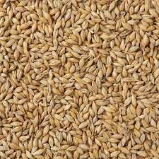 Organic Barley Seeds, Packaging Type : Pp Bag