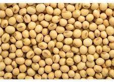 GMO soyabean, Style : Dried