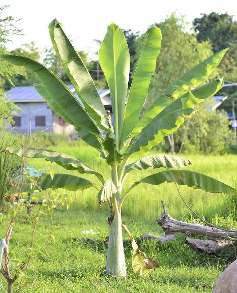 Organic Banana Plant, Packaging Type : Plastic Bag