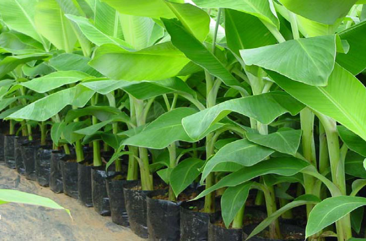 Tissue Culture Banana Plant, Packaging Type : Plastic Bag
