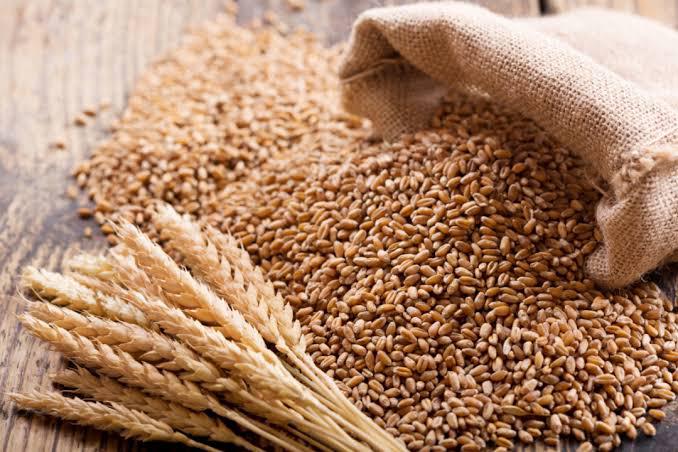 Wheat Seeds, for Chapati, Khakhara, Roti, Feature : Gluten Free, Hybrid