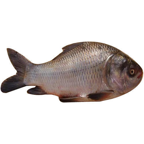Freshwater Catla Fish