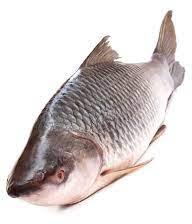 Freshwater Rohu Fish, Style : IQF