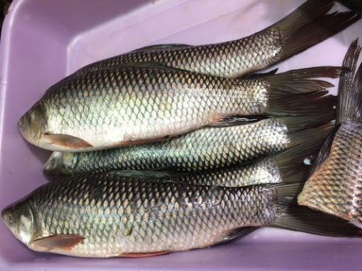 Freshwater Tengra Fish
