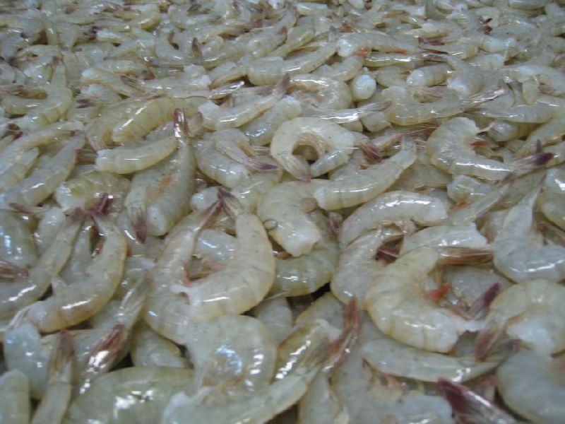 Frozen Headless Prawn, Packaging Type : Box, Can (Tinned), Sachet, Vaccum Packed