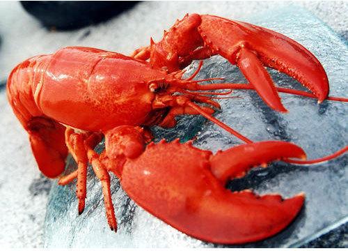 Red Lobster Rescues Rare Orange Lobster, Names It 'Cheddar