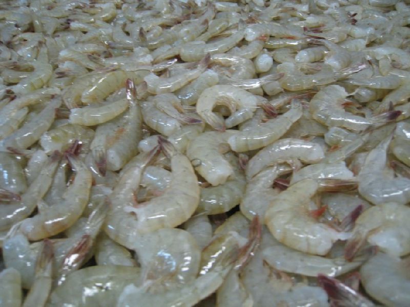 Frozen Headless Shrimp, Packaging Type : Box, Can (Tinned), Vaccum Packed