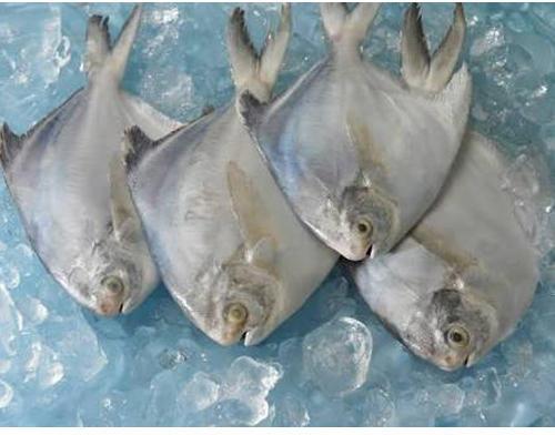 Frozen Pomfret Fish, Shelf Life : 1day, 1week