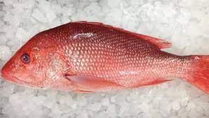 Frozen Red Snapper Fish, Shelf Life : 10-12days
