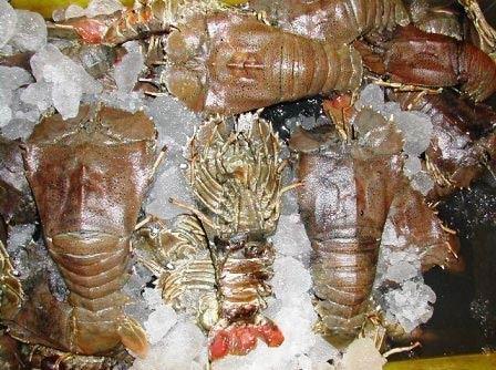 Frozen Sand Lobster, Shelf Life : 1week
