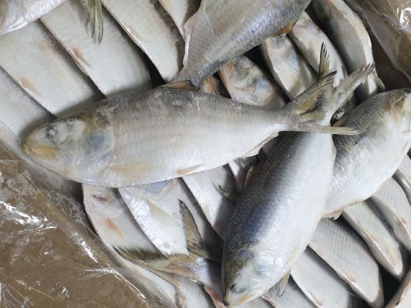 Frozen Shad Fish, Feature : Good For Health, Protein, Packaging