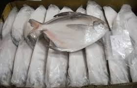 Frozen Silver Pomfret Fish, Shelf Life : 1week
