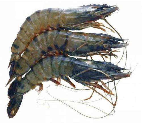 Frozen Tiger Prawns Variety Deveined Tail Peeled At Rs 500