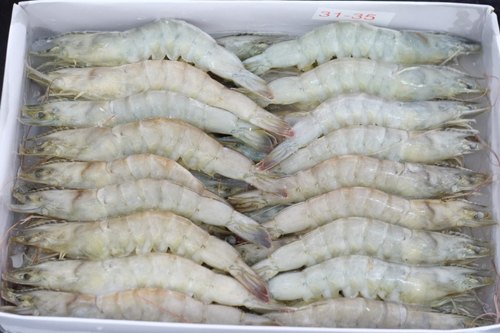 Chopped Frozen White Shrimp, Packaging Type : Can (Tinned), Vaccum Packed