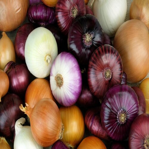 Organic onion, Form : Seeds