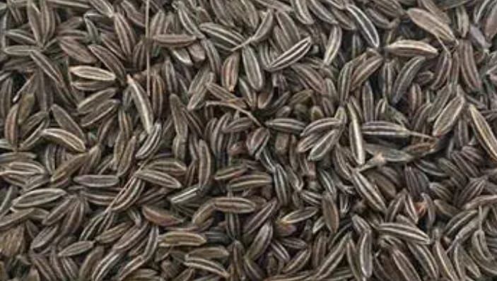 cumin seed
