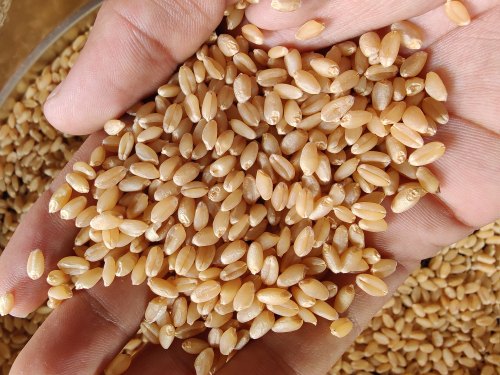 1544 Wheat Seeds, Shelf Life : 1yrs