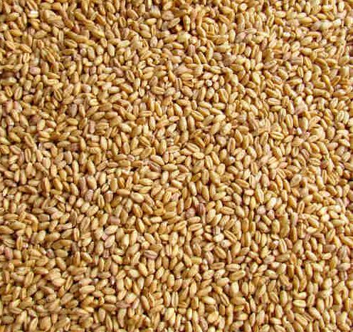 Lokwan Wheat Seeds, Purity : 100 %