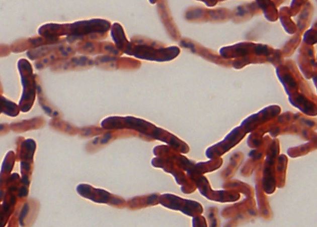 Bacillus Megaterium