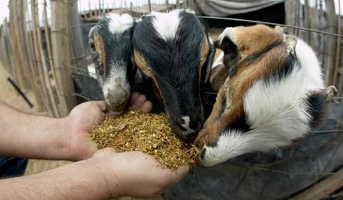 Goat and Sheep Feed Supplement
