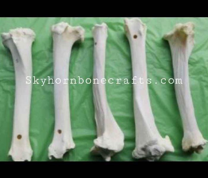 Water Buffalo Rib Bone Natural Dog Chew, Packaging Type : Packet by Sky  Horn Bone Crafts from Sambhal Uttar Pradesh | ID - 5918282