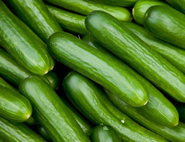 Natural Fresh Cucumber,fresh cucumber, Color : Green