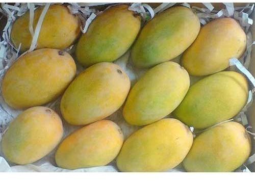 Natural Fresh Kesar Mango, for Direct Consumption, Food Processing, Juice Making, Feature : Bore Free