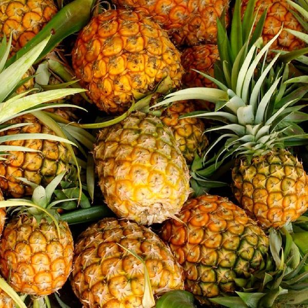 Fresh Pineapple, for Food, Juice, Snacks, Packaging Type : Jute Sacks