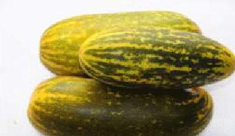 Fresh Vellary Cucumber, Shelf Life : 10 Days