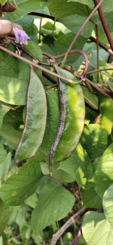 Green Hyacinth Bean, Variety Available : Sem Fali Bengal Vareity