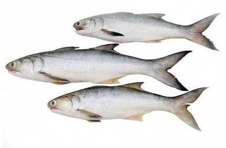 Fresh Salmon Fish, Packaging Type : Thermocol Box
