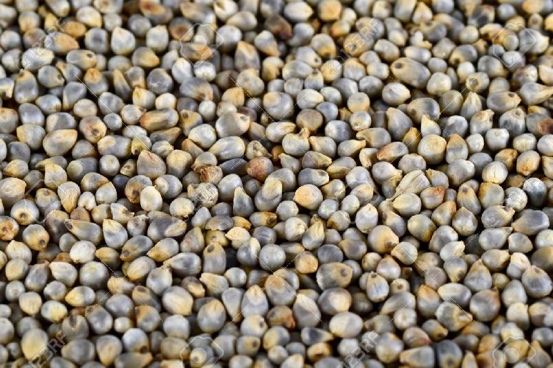 Fine Processed Organic pearl millet, Packaging Size : 25kg, 50kg