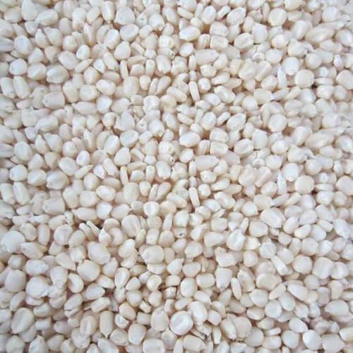 White Maize Seeds, Style : Dried, Fresh