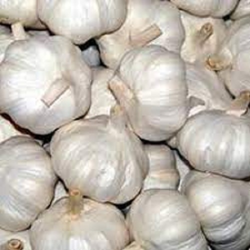 Agrifound Parvathi (G-313) Garlic, Color : Creamy White