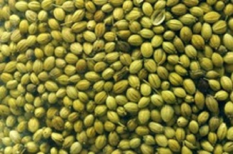 Coriander Single Parrot quality, Color : Green