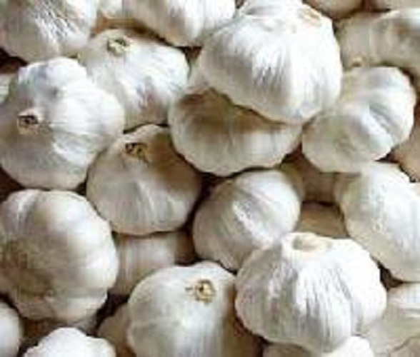 Yamuna Safed-4 (G-323) Garlic, Color : White
