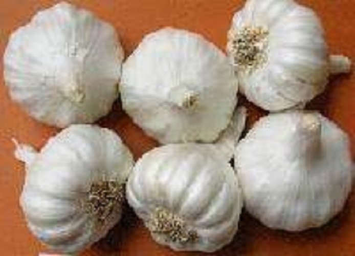 Yamuna Safed (G-1) Garlic