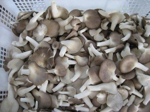 Organic Sajor Caju Mushroom Spawn, For Human Consumption, Seedlings, Certification : FSSAI Certified