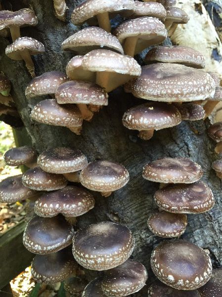 Organic Shiitake Mushroom Spawn, For Cooking, Style : Dried