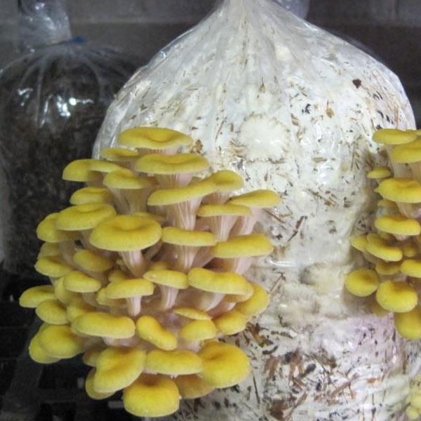 Organic Yellow Oyster Mushroom Spawn, Style : Dry