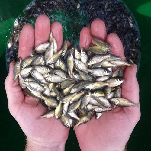 Catla Fish Seeds, Feature : High In Protein