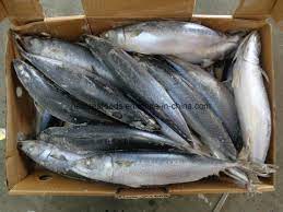 mackerel fish