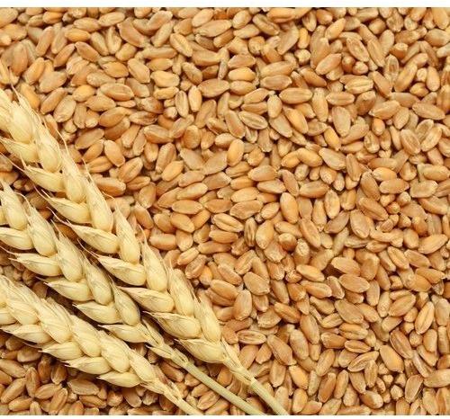 Paras Beej Himalaya Wheat Seeds, Packaging Type : Jute Bag