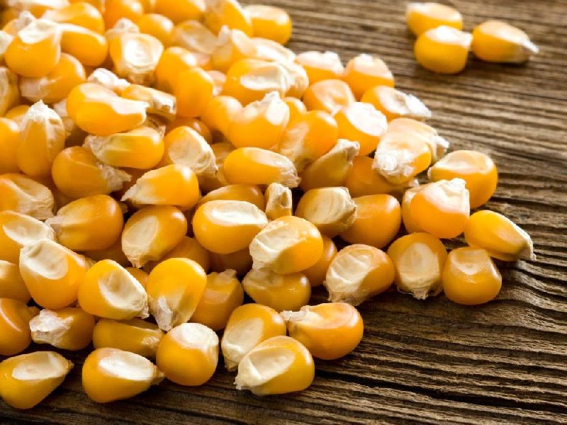 P.Gene - 29 Single Cross Yellow Maize Seeds